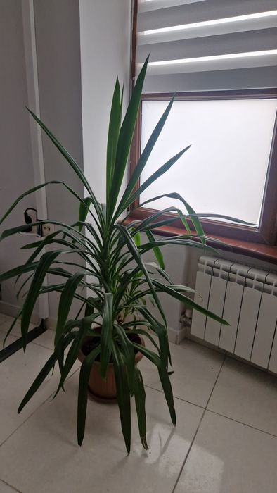 Юкка, офисный цветок