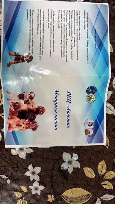 Продам щенка немецкой овчарки