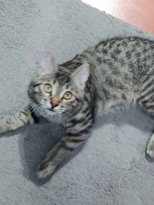 Бесплатно котёнок