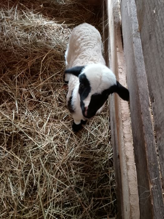 Vând oi bune de ținut