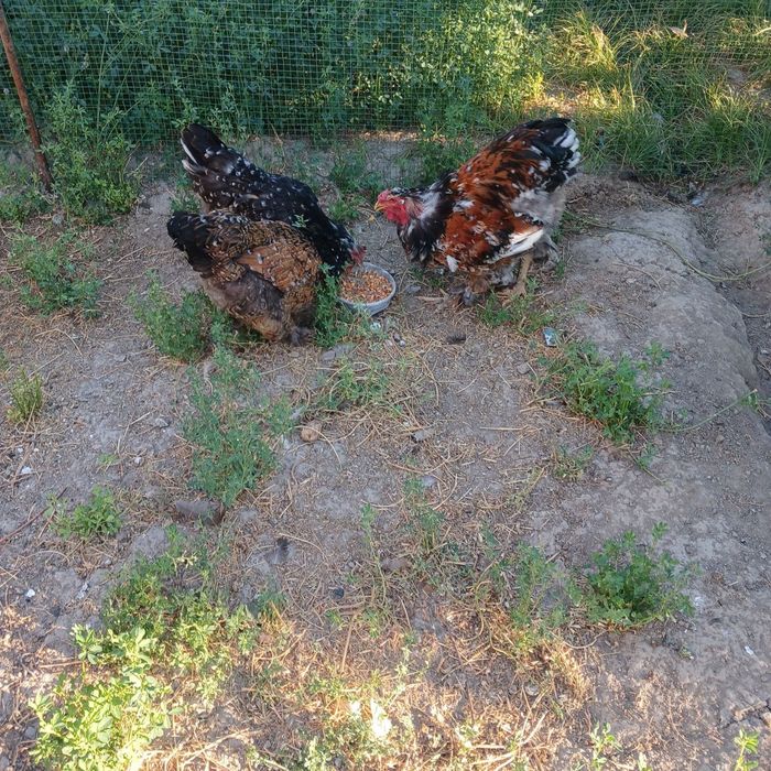 Parselan brama oila sotiladi.