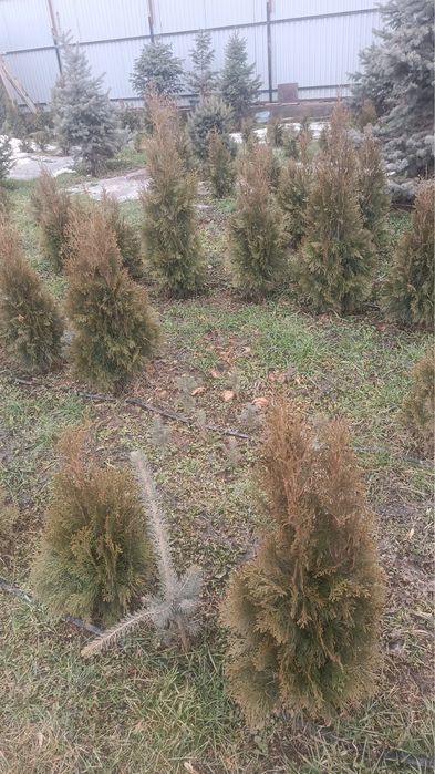 ТУЯ Смарагта туя