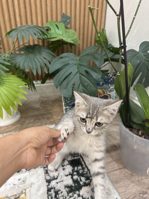 Шотландский котёнок.