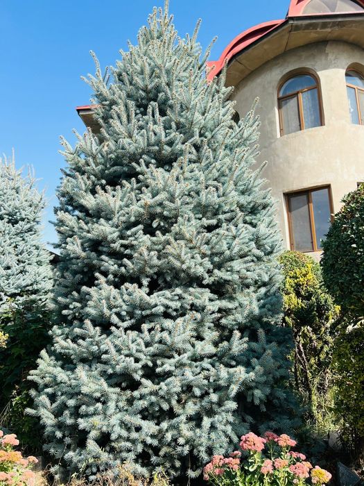 Голубая Канадская Ель