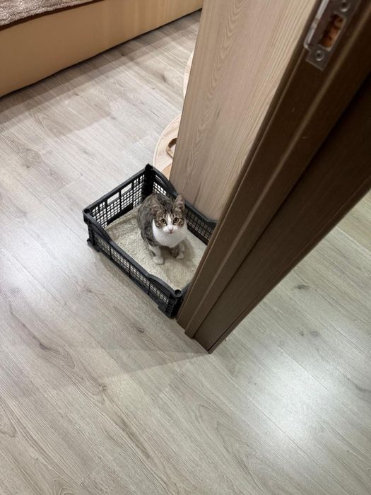 Ищем дом котенку, девочка