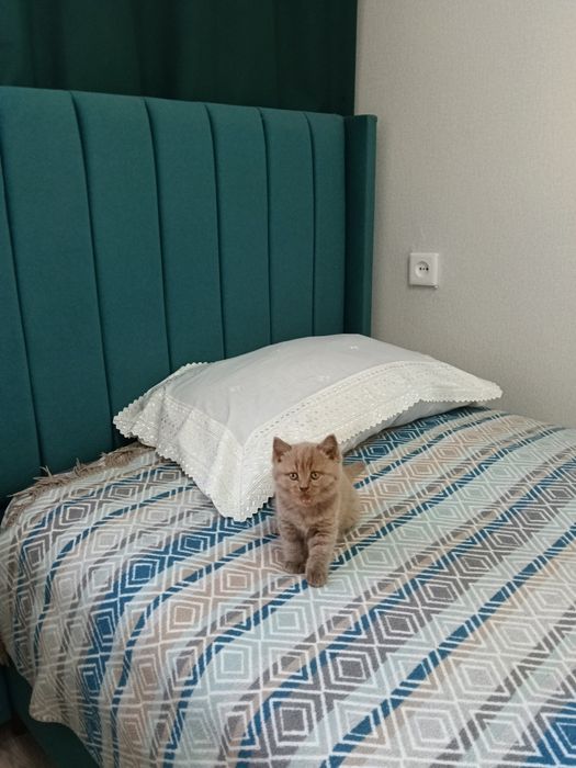 Трёх комнатная квартира