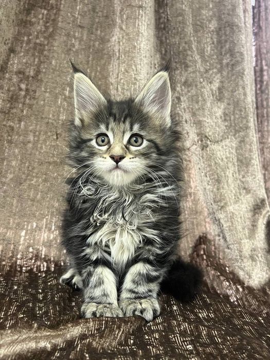 Шикарные котята Мейн Кун
