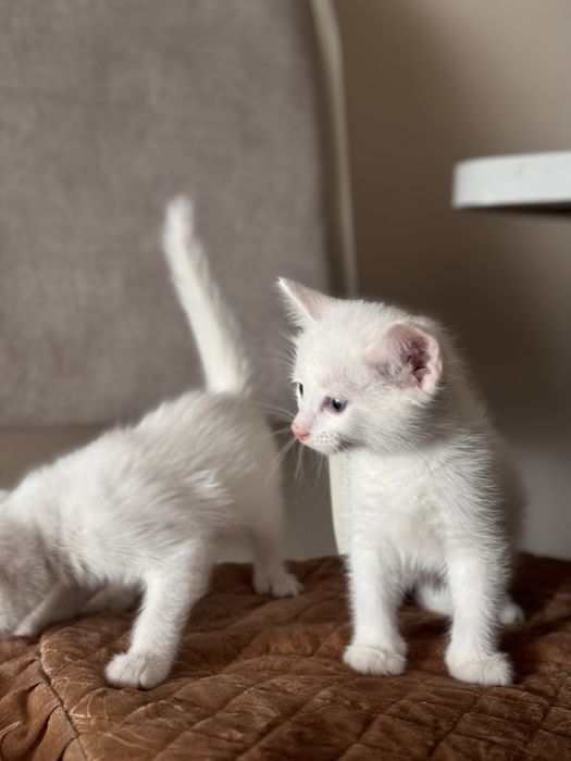 Отдаем котят в хорошие руки