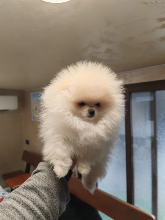 Померан мини женски.