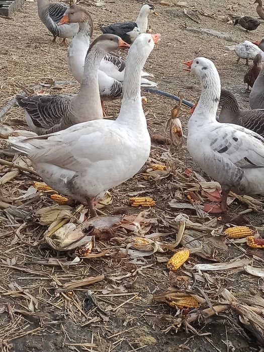 Gaste si Rate Frumoase