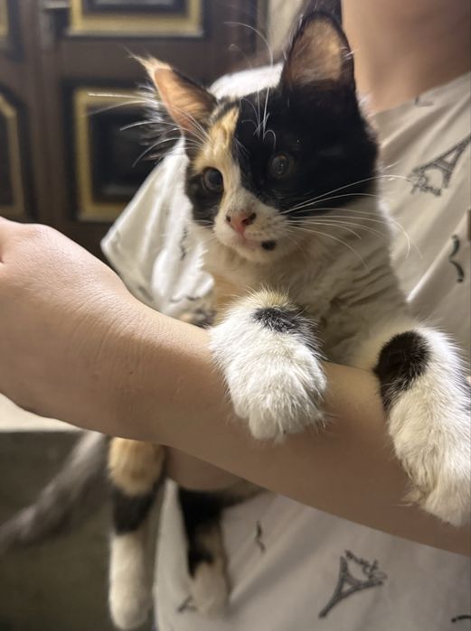 Кошки, бесплатно