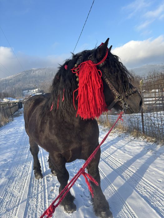 Vand Armasar de 6 Ani