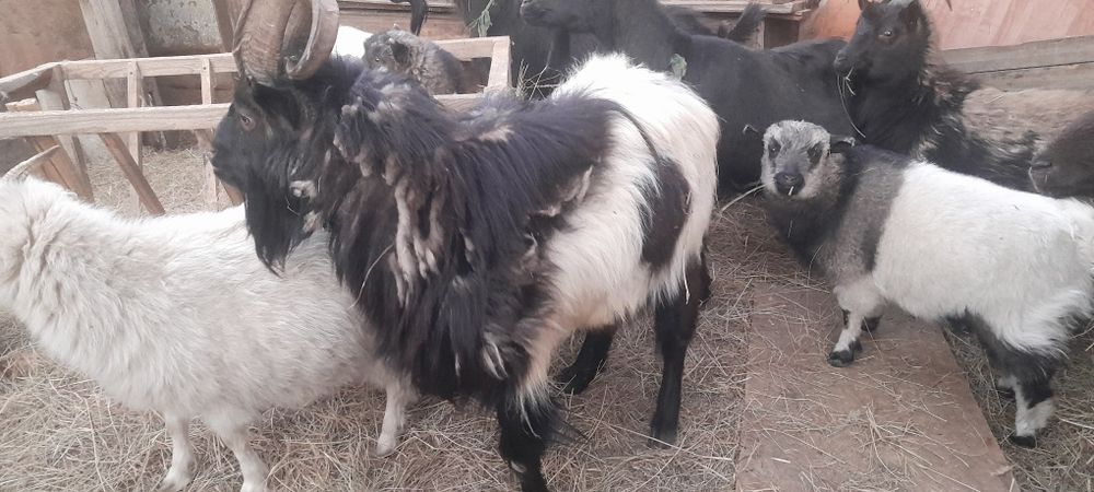 Казел производитель