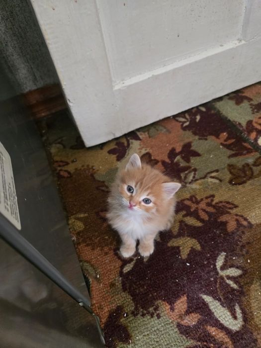 Отдам котят в хорошие руки!