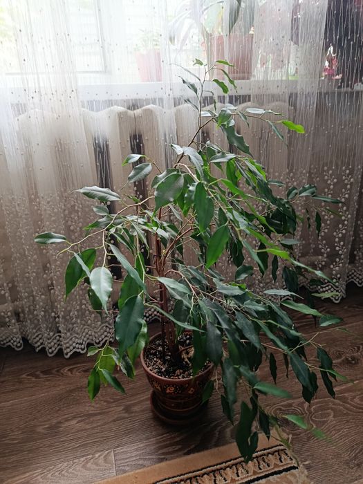 Фикус Бенджамина