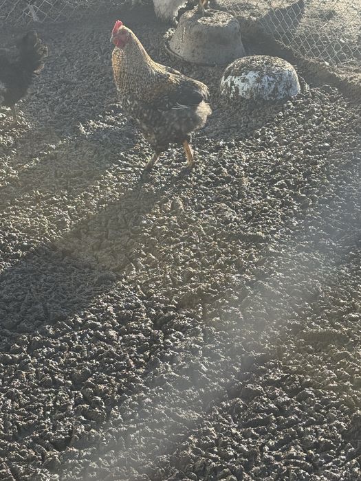 Питушки хорошие молодые упитыные