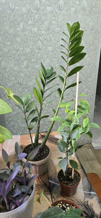 Комнатные растения цветы