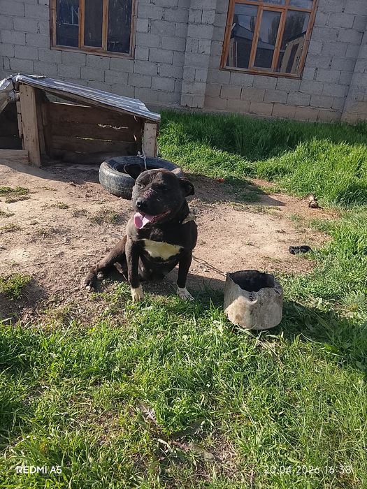 Ит сатылады бурнида тұр