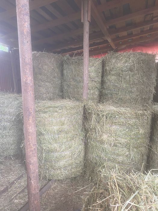 Vând baloți lucernă