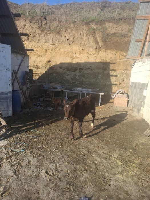 Vand vițea anțarcata 3.5 luni pret 3500 lei