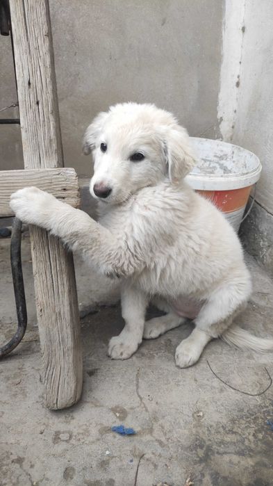 Щенок в добрые руки