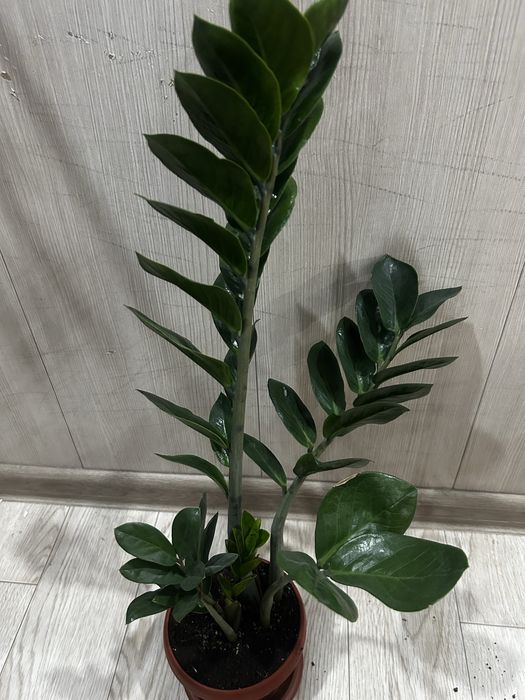 Продам замиокулькас 2000