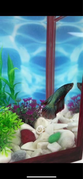 Аквариумные рыбки петушки