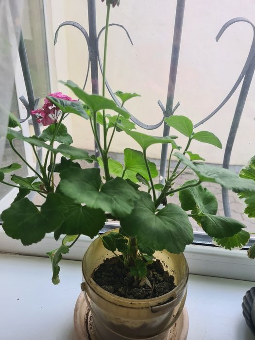 Домашние цветы Герань