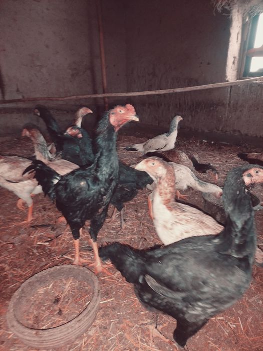 Dakan tuxmlari sotiladi