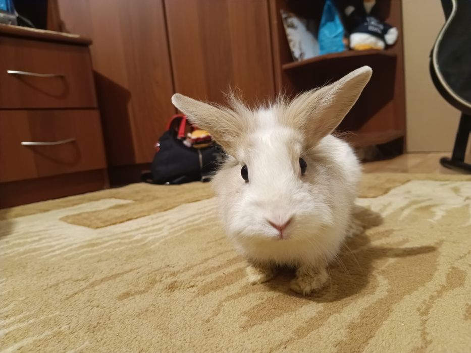 Декоративный кролик с клеткой