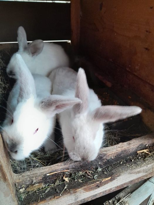 Vând iepurași tineret