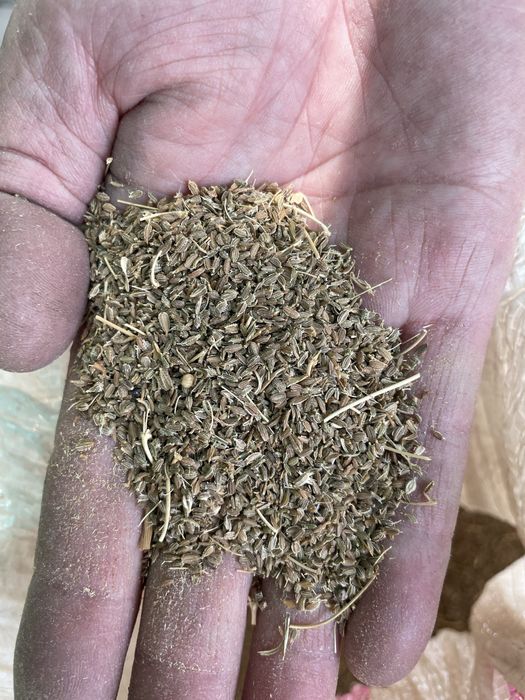 Семена желтой моркови