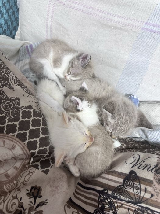 котята, 3 месяца