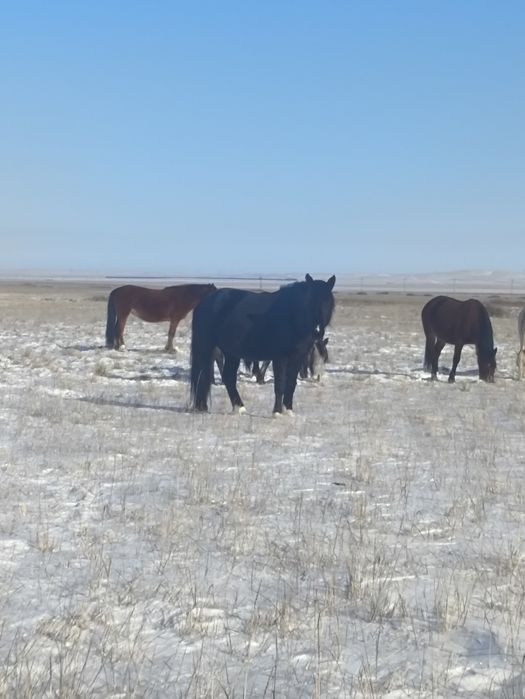 Айгыр жеребец хороший на племя