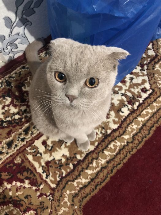 fold  qiz bola 2yosh