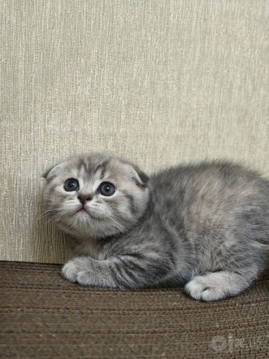 Чудесные шотландские котята готовятся к продаже