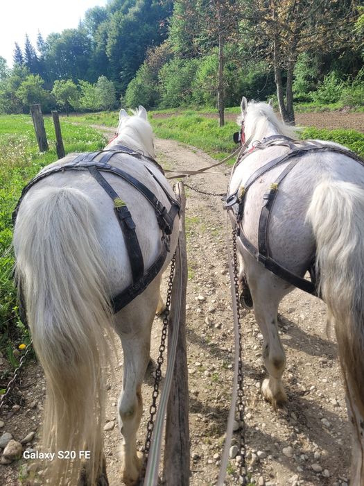 2 Cai de vânzare ,foarte buni de munca și extrem de cuminți