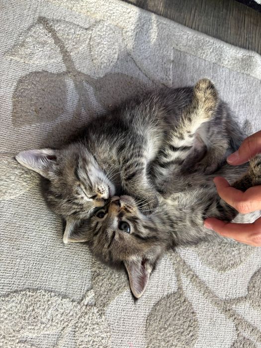 Котята бесплатно