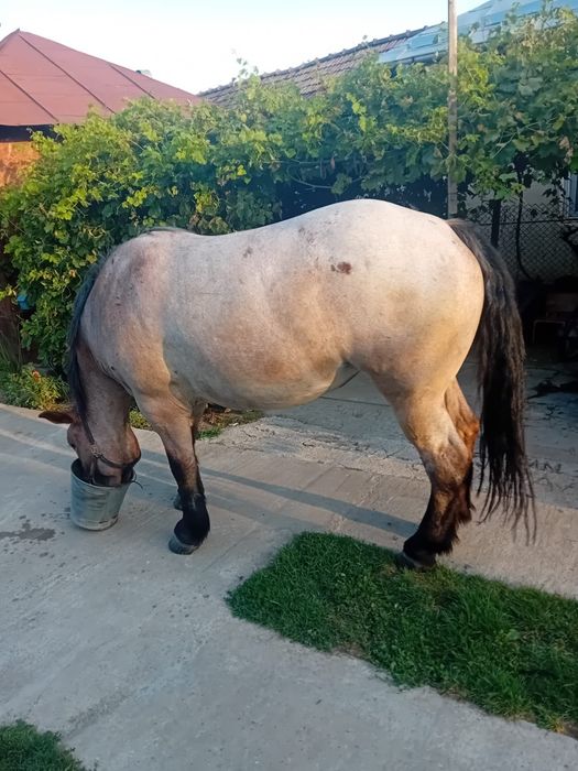 Iapă semi grea de vânzare