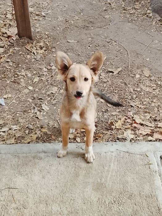 Отдаются щенки , в добрые руки с дальнейшим отслеживанием судьбы .