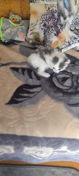 Отдам котят 1,5  месяца