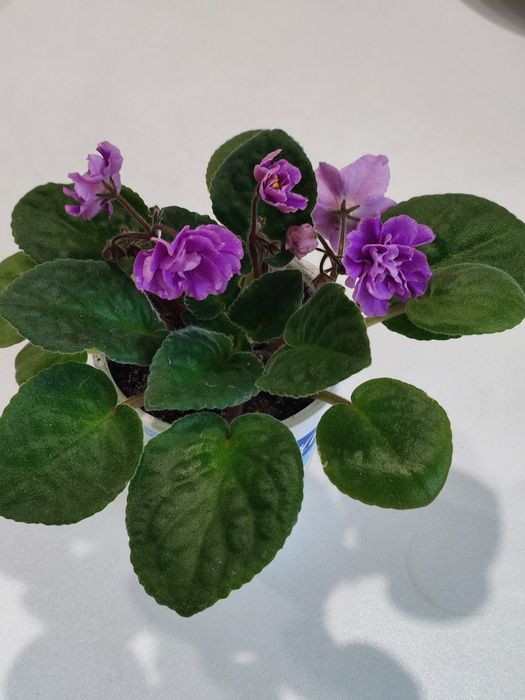 Махровая фиалка.