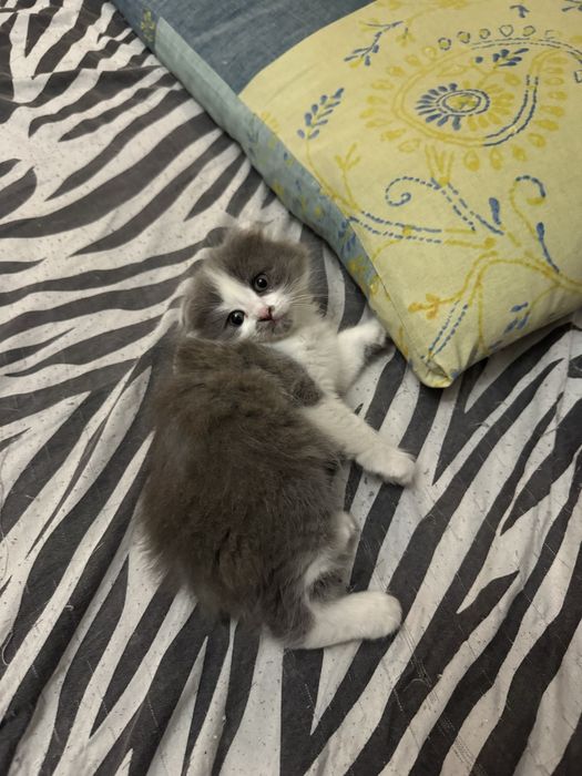 Продаются вислоухие котята