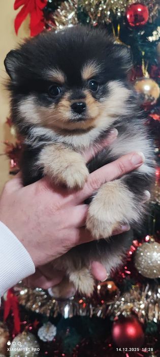 Померанче момиче