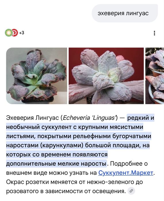 Эхеверия с наростами лингуас