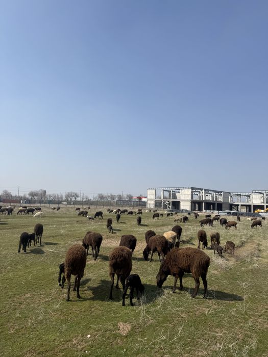 100 бас сулык кой сатылады