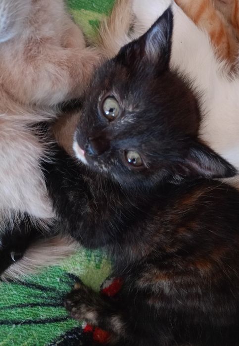 Отдам котенка в хорошие руки