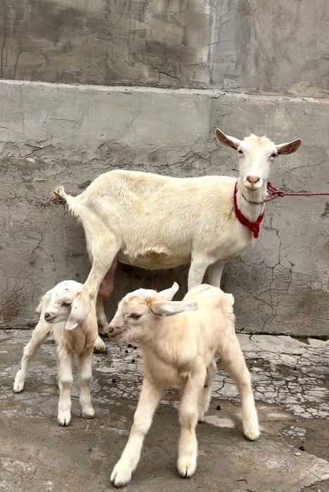 Таза занен голандский ешкі ұрғашы еркек лағымен ешкы ешкі коза козы