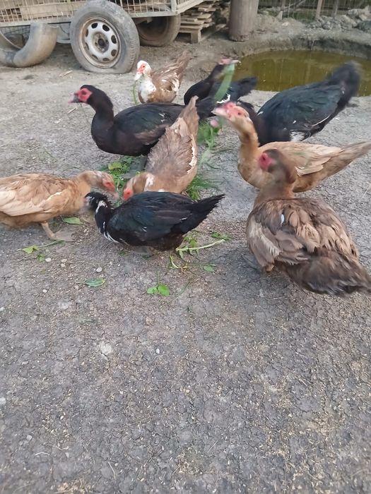 Vând rațe leşeşti
