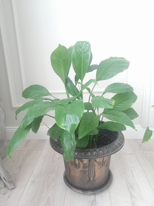 Цветы комнатные 4 шт.